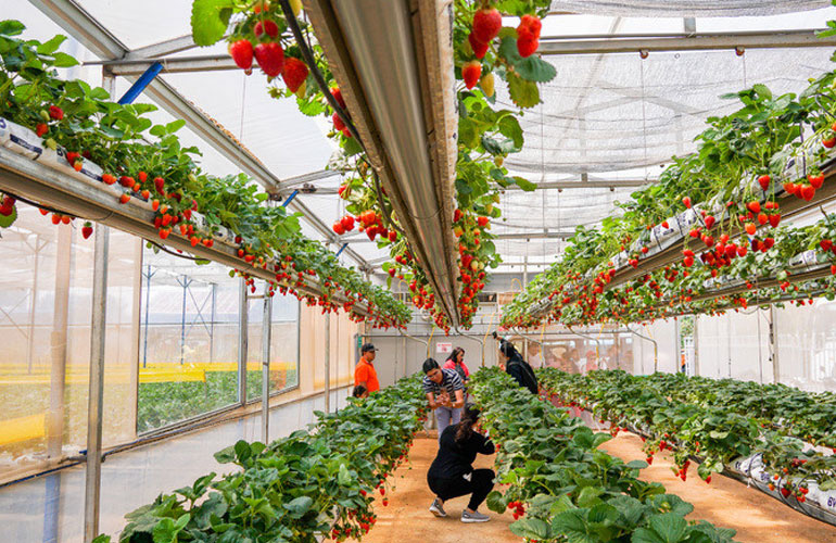 Dalat strawberry garden