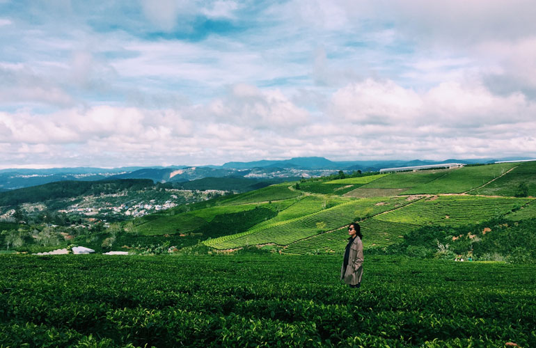 Dalat tea hill