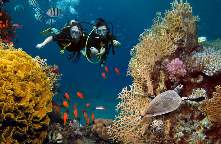 Diving in Phu Quoc and seeing the life of bottom